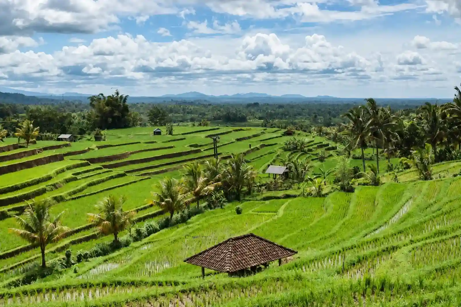Jalan setapak melintasi terasering sawah hijau