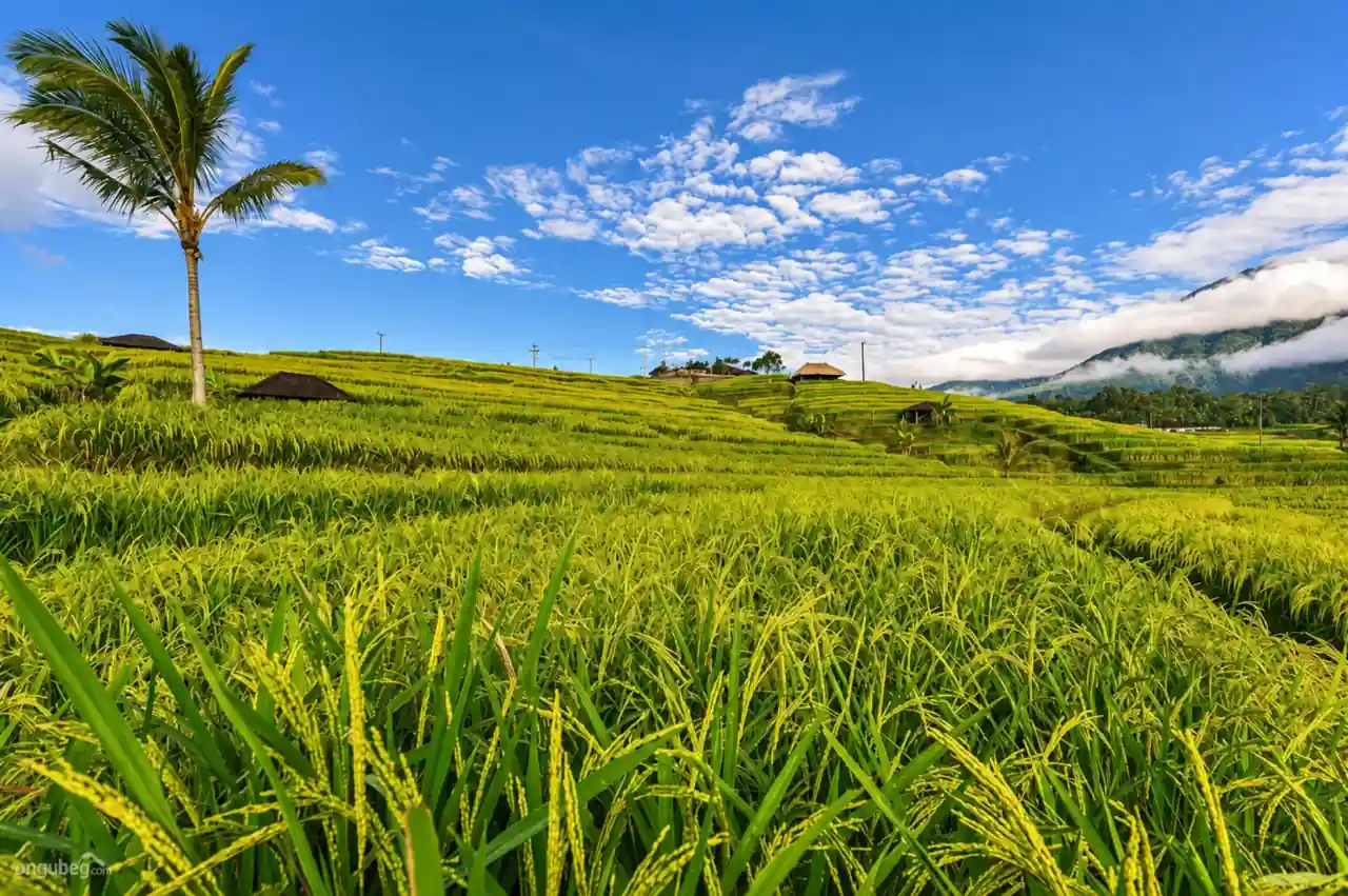 Terasering sawah Jatiluwih dan pegunungan di sekitarnya